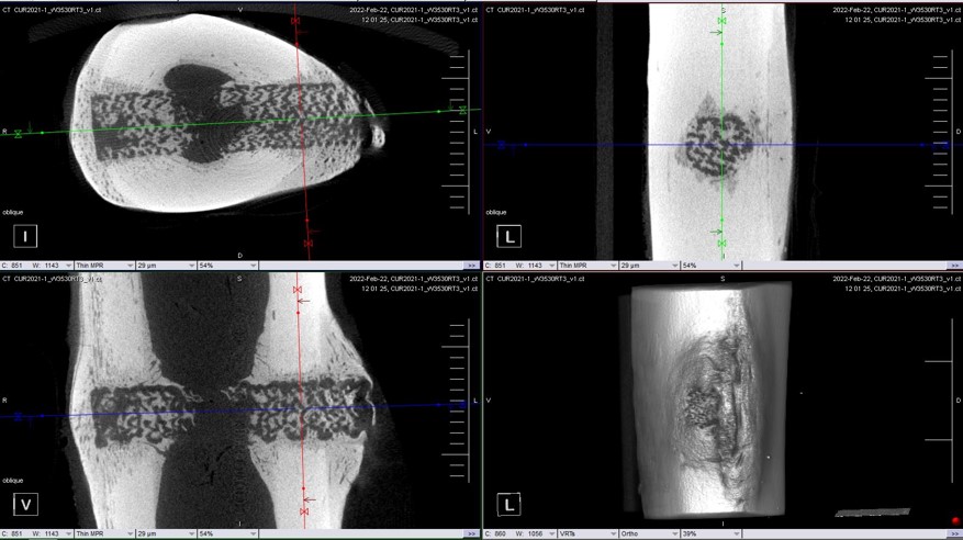12 week Micro CT images (ovine) Curiteva Inspire porous PEEK scaffolding